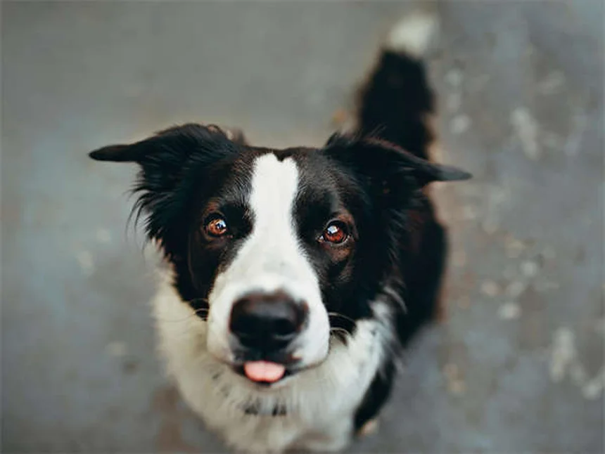 Gène MDR1 chez le chien : ce que tout propriétaire doit savoir
