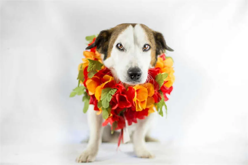 Gène MDR1 chez le chien : ce que tout propriétaire doit savoir