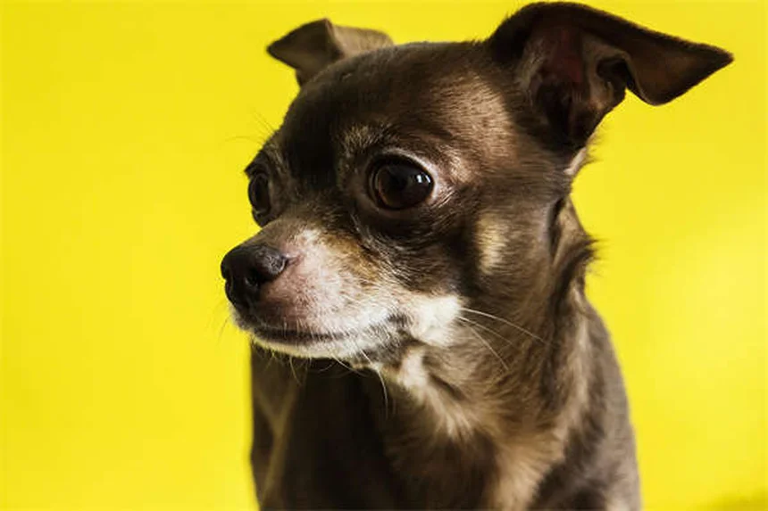 Maladie de Lyme chez le chien : symptômes, traitement et adoption