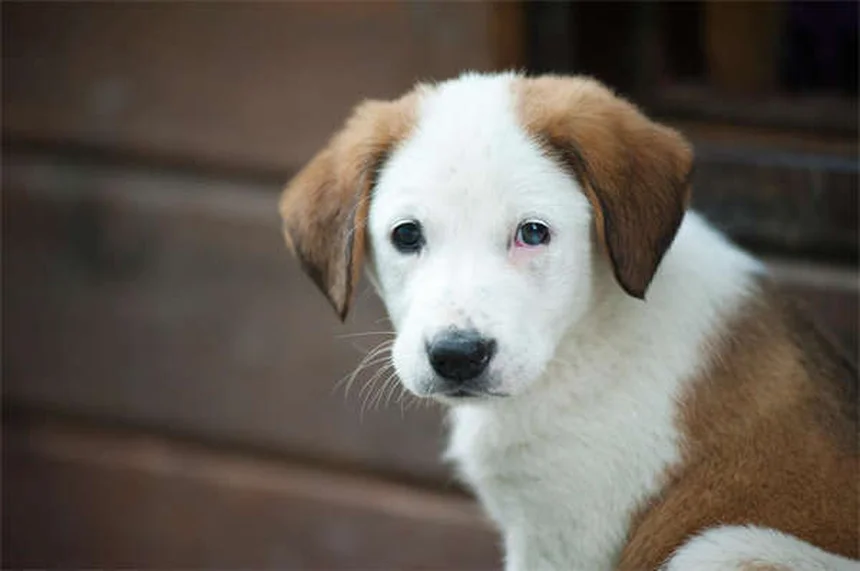 Maladie de Lyme chez le chien : symptômes, traitement et adoption