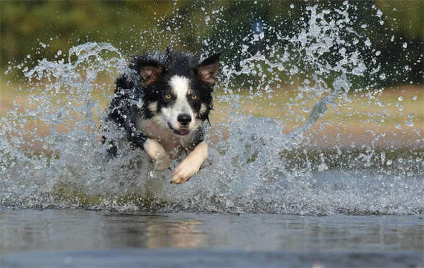 Maladie de Lyme chez le chien : symptômes, traitement et adoption