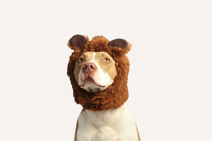 Comment caresser un chien sans le stresser ? 5 techniques efficaces