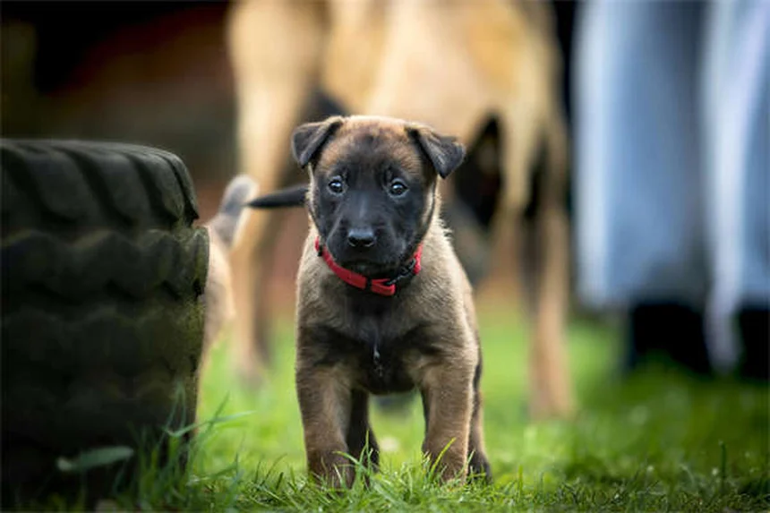 Comment caresser un chien sans le stresser ? 5 techniques efficaces
